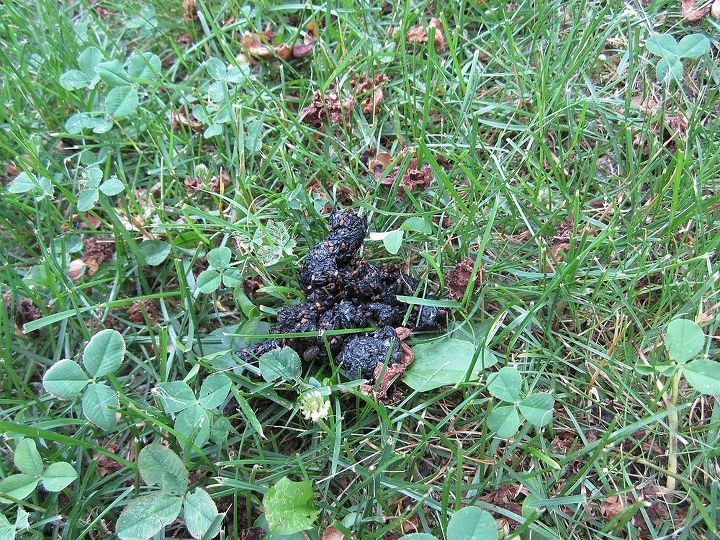 name that scat, outdoor living, pets animals, Found a couple of piles of this in our backyard