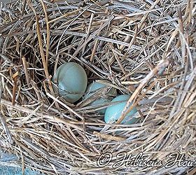 gardening at hibiscus house, flowers, gardening, hibiscus, hydrangea, The Bluebirds left this sadly last year I don t know why they left because we have had numerous years of bluebirds hatching in this nest but isn t it a beauty