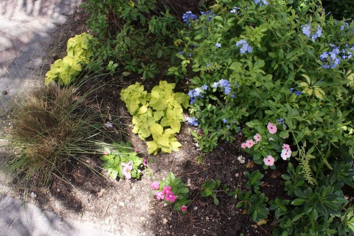 new pictures, gardening, Yellow Coleus contrasting with Blue Plumbago is a great color combination