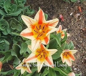 quick tulip tips, flowers, gardening, Species tulips are earlier and great for rock gardens
