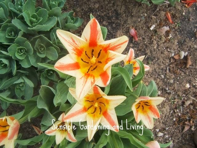 dicas rpidas de tulipas, Esp cies de tulipas s o mais precoces e s o timas para jardins de pedra
