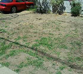 front yard still in progress, curb appeal, landscape, Dumb Crabgrass