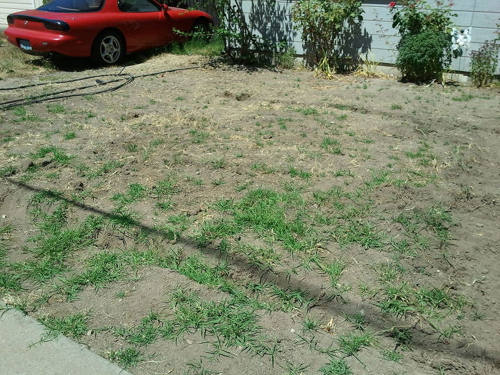 front yard still in progress, curb appeal, landscape, Dumb Crabgrass