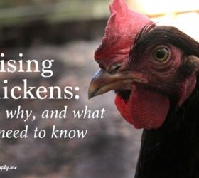 how to build a backyard chicken co op for under 50, homesteading