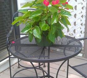 enjoying my deck, decks, flowers, gardening, hibiscus, outdoor living, Won this at an earth fair at work Didn t think I liked Dragon Wing Begonias but this looks nice