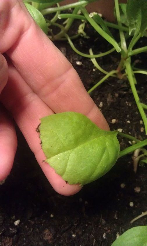 what s eating my spinach, gardening