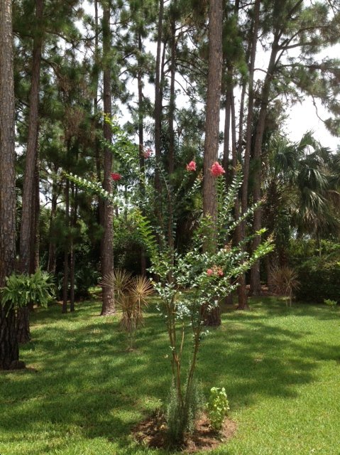 crape myrtle question, gardening, This is what it looks like now