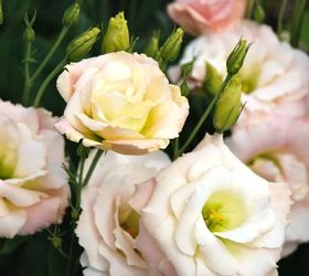 stan hywet s great garden part 2 the cutting garden, flowers, gardening, landscape, The delicate pink and yellow blooms of Lisianthus now named Eustoma are amazingly reminiscent of a rose It is native to the Great Plains region in the US