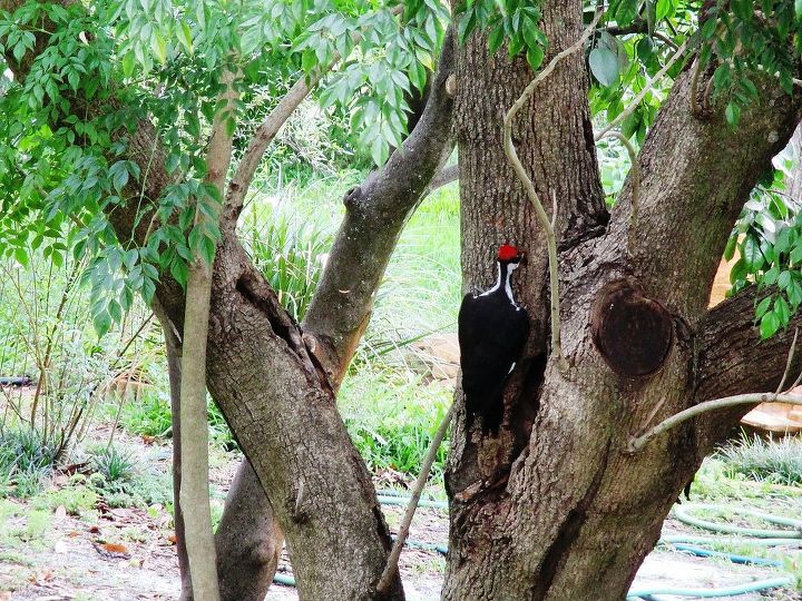 wildlife woody woodpecker, wildlife animals