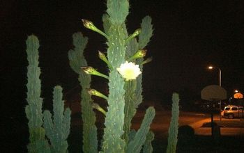 Only blooms at night and only last for 12 hours