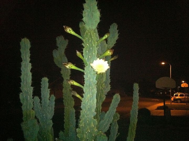 only blooms at night and only last for 12 hours, flowers, gardening, landscape, outdoor living, pool designs, Front Yard