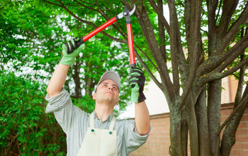 Top 5 Common Tree Trimming & Pruning Mistakes