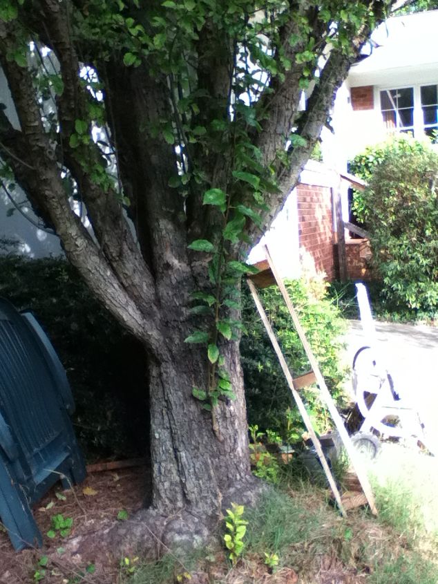 can anyone identify this tree i would appreciate it it is located very close to, gardening, 2 same tree