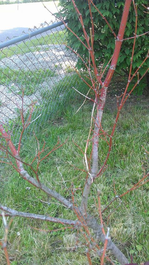 is something wrong with my mom s japanese maple, gardening, Another view