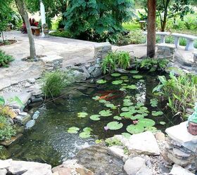 heron deterrent amp pond, outdoor living, ponds water features, Another view with Cinnamon who is now my largest Koi