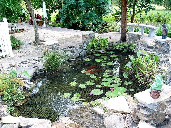 heron deterrent amp pond, outdoor living, ponds water features, Another view with Cinnamon who is now my largest Koi