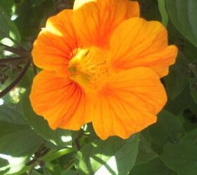 just some of the flowers in our yard, flowers, gardening, Nasturtium