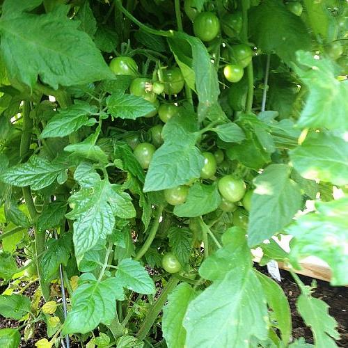 actualizacin de garden 13 soportes para vientos fuertes, Tomates cherry