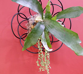 creative staghorn fern displays, This is a contemporary black metal fruit basket that I repurposed as a hanging stag horn fern mount Cost 10 dollars at HomeGoods