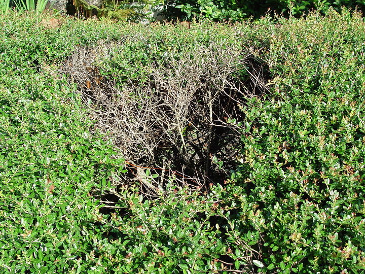holly hedge problem, gardening