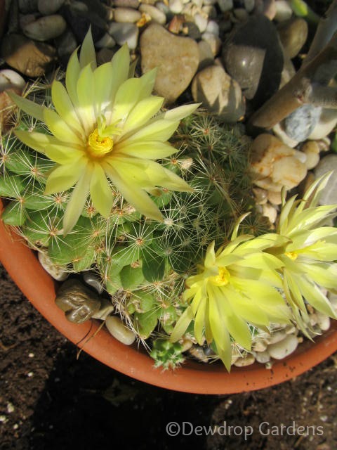 blooming succulents and cacti, flowers, gardening, succulents, Coryphantha