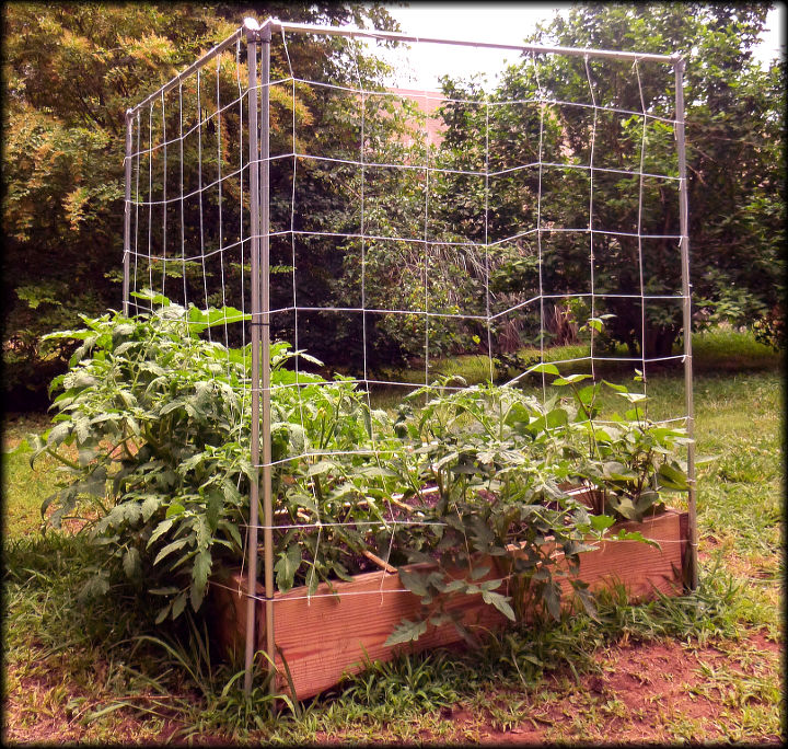 la construccin de nuestro primer sfg square foot garden, Espaldera de 5 pies de altura para hortalizas enredaderas hecha con conducto y red de espaldera