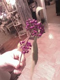 pretty shrub with violet berries, gardening