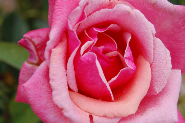 all rose no thorn 3 key spring rose care tips for top blossoms, flowers, gardening