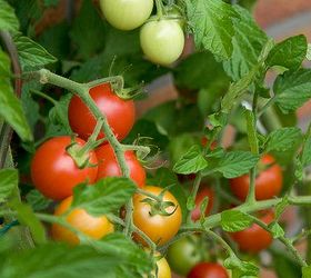 the 16 best healthy edible plants to grow indoors, gardening, Tomatoes contain lycopene which has antioxidant and anti inflammatory properties and may help prevent coronary heart disease