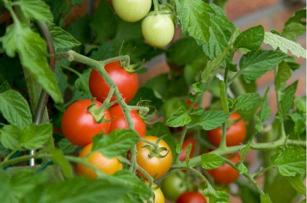 las 16 mejores plantas comestibles y saludables para cultivar en interiores