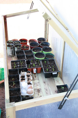 growing with a cold frame, gardening