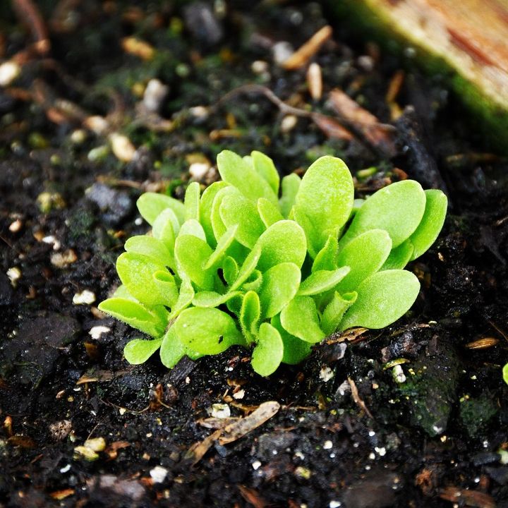 4 tips for spring veggie gardening, gardening, raised garden beds, 3 Choose cool weather veggie seeds like lettuce pictured spinach and radishes
