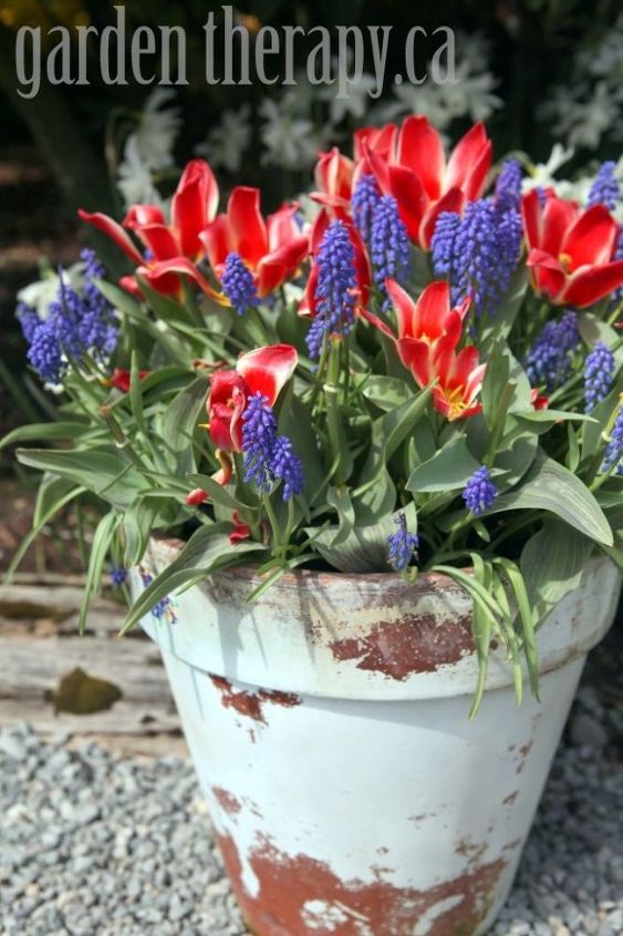 preparing fall bulb planters for spring, container gardening, gardening, Planting Fall bulbs is a planter is much like planting them in the ground and you have a packed and colorful display that you are able to move where you need it the most
