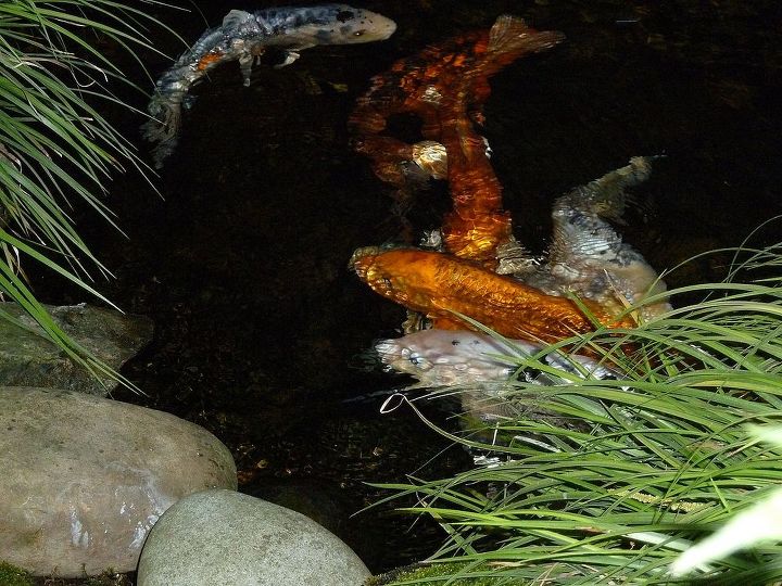 koi snatched by birds or stolen, outdoor living, pets animals, ponds water features