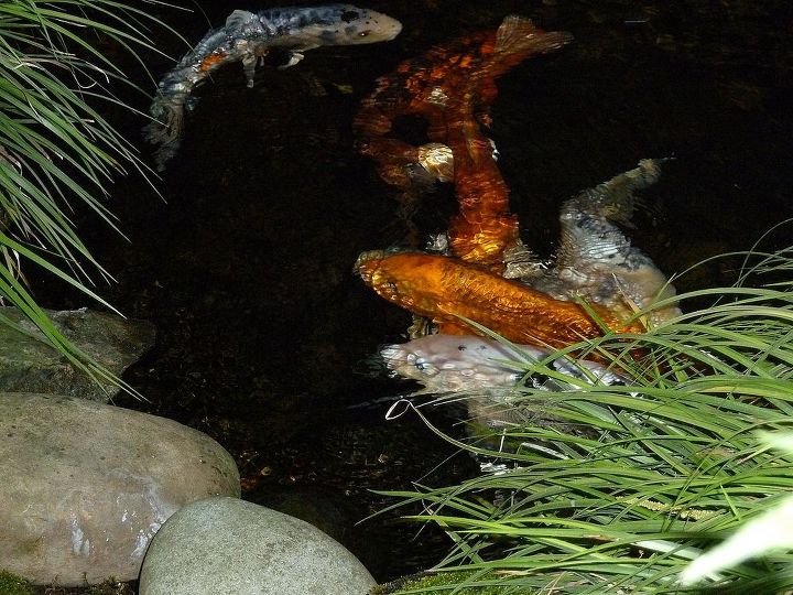 koi atrapado por pjaros o robado