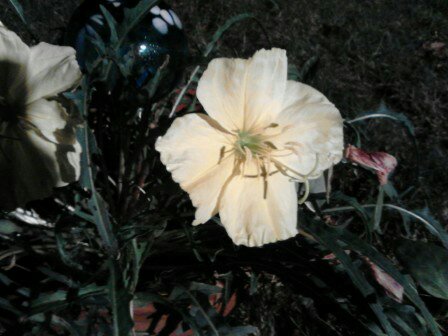 help does anyone know what this plant is, flowers, gardening, close up of flower