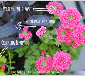 5 tips for perfect outdoor planters, flowers, gardening, Tip Go for a thriller a spiller and a filler The thriller is the Purple Queen the spiller is the Creeping Jenny and the filler is the Verbena