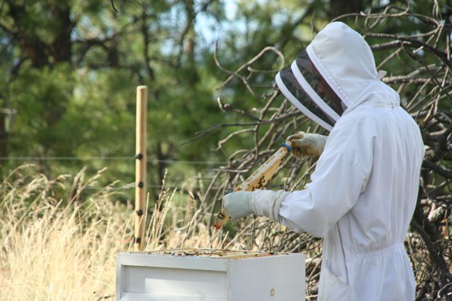 plantas de apicultura de um criador de abelhas, Chris da Okanagan Bee Farm meu marido inspecionando uma colmeia