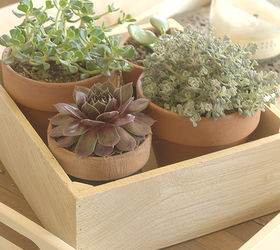 adding succulents to your home, flowers, gardening, succulents