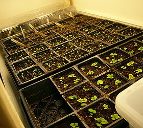 how to grow seeds indoors, gardening, A close look at the trays all you need is a little counter room to get started