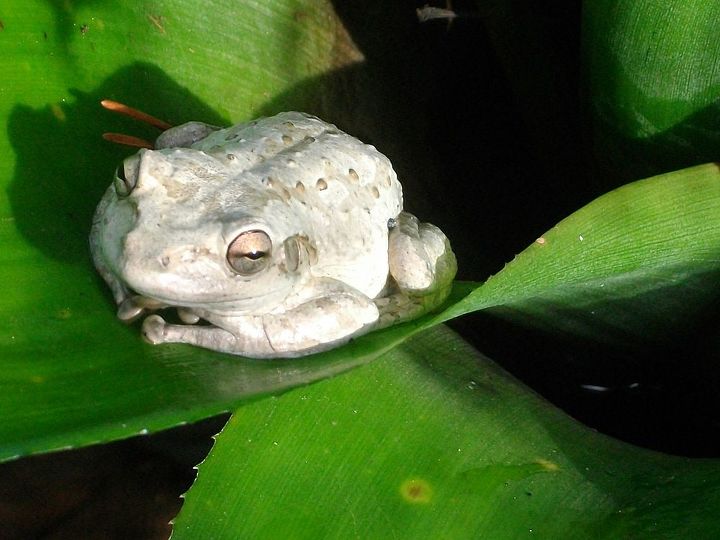 garden projects and porch living, gardening, landscape, succulents, my buddy White Frog backs itself into funnels of my broms catches bugs poops feeds the plants and sings LOUD