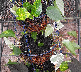 repurposed vegetable holder hanging basket, gardening, repurposing upcycling, step 3 arranged my cuttings rootings the way I wanted them to grow over sides of baskets and added more dirt to cover