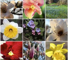 spring blooms a bouquet for you from the garden charmers, flowers, gardening