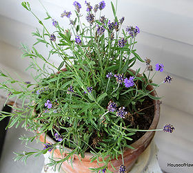 summertime porch with a vintage flair, gardening, outdoor living, porches, Lavender in an old crusty pot