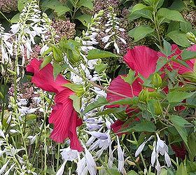 garden blooms june zone 6, container gardening, flowers, gardening, hibiscus, hydrangea, outdoor living, Early Sept hibiscus hosta waning hydrangea