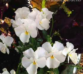 the color purple monochromatic edible container garden, container gardening, flowers, gardening, Plenty of room around back of the container for more violas They will spill over the sides and fill in all the empty spots in the planter