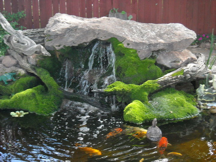 water gardening ponds water features waterfalls koi ponds outdoor lifestyles, outdoor living, ponds water features, A pouting rock cascades past beautiful moss into a pool filled with lively fish