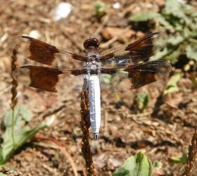 common whitetail dragonfly, gardening, It took 66 clicks of my Camera to finally get the Shot I just Love This one s for you Julee Cheers