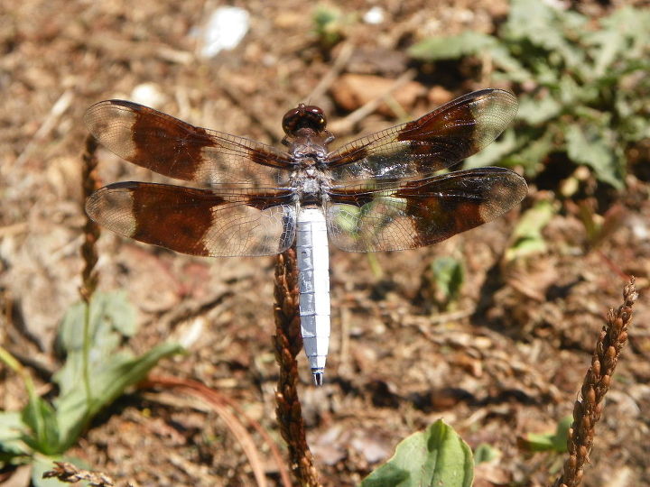 common whitetail dragonfly, gardening, It took 66 clicks of my Camera to finally get the Shot I just Love This one s for you Julee Cheers