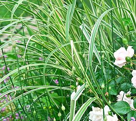 pink rose and purple clematis combination for june, flowers, gardening, To the left of this pretty combination is the beautiful ornamental grass Miscanthus sinensis Dixieland It is a dwarfed sized for smaller gardens and gets lovely plumes in October